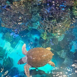 Meet your Posher, Joceline